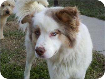 Portland Me Australian Shepherd Meet Juno A Pet For Adoption