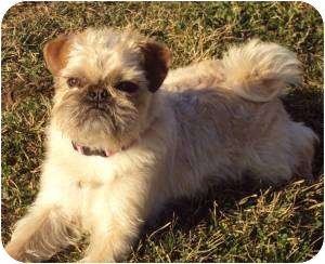 pug and brussels griffon mix