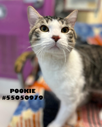 Photo of Pookie -STRAY