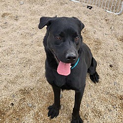 Gardnerville, NV - Labrador Retriever. Meet Travis a Pet for Adoption ...