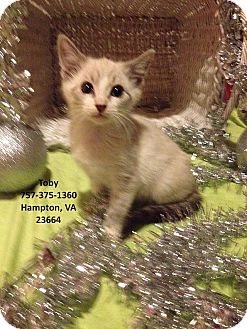 Virginia Beach Va Tonkinese Meet Toby A Pet For Adoption