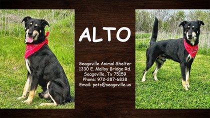 Photo of Alto