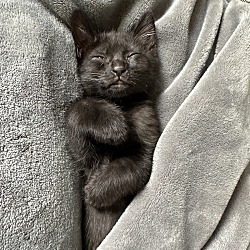 Photo of Choco Cat