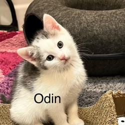 Photo of Odin