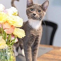 adopt a pet