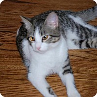 Save A Purrfect Cat Rescue In Houston Texas