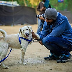 Thumbnail photo of Maddox- Indian Pariah Dog #3