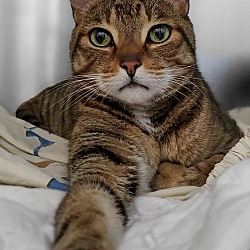 Georgina Animal Shelter And Adoption Centre In Keswick Ontario