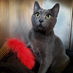 Russian Blue Kittens For Sale In Arkansas Adoptapet Com