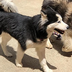 Thumbnail photo of ALMA #2