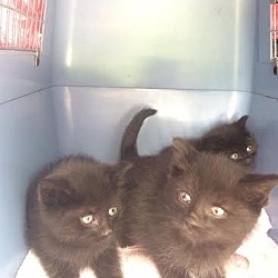 Thumbnail photo of W Litter Cylus - Adopted 06.07.16 #4