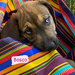 Thumbnail photo of Bosco #3
