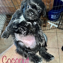 Photo of Kiwi Pup Coconut