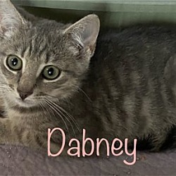 Thumbnail photo of Dabney (seeking loving home!) #1