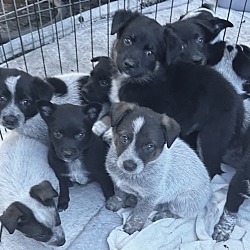 Thumbnail photo of HEELER BABY GIRLS #1