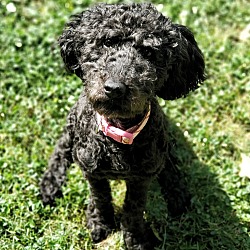 Thumbnail photo of Cleo (Mini Labradoodle Puppy) #3