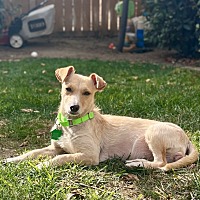 adopt a pet