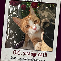 Thumbnail photo of O.C. (orange cat!) #1