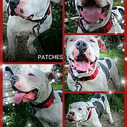 Thumbnail photo of Patches #3