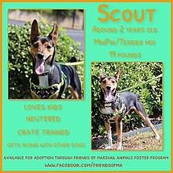 Thumbnail photo of Scout #2