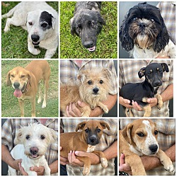 Photo of Dogs and Puppies