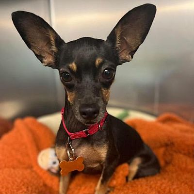 Mission, KS - Miniature Pinscher/Chihuahua. Meet Plum Bump a Pet for ...