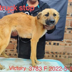 Photo of Victory 3783