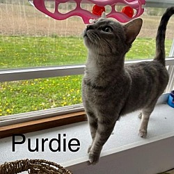 Photo of Purdie