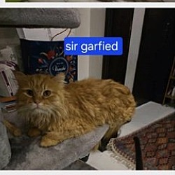 Photo of Sir Garfield