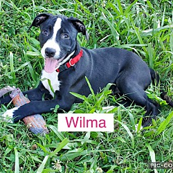 Photo of Wilma