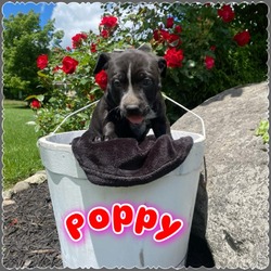 Thumbnail photo of Poppy #2