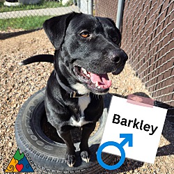 Thumbnail photo of Barkley #1