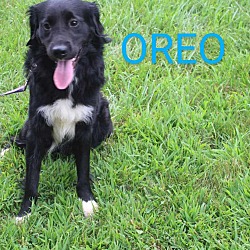 Thumbnail photo of Oreo #3