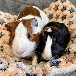 bonded pet photo