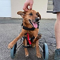 adopt a pet
