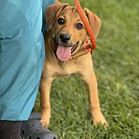 adopt a pet