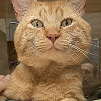 adopt-pet