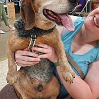adopt a pet