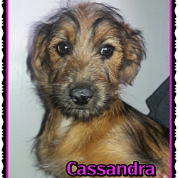 Thumbnail photo of Cassandra #1