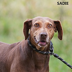 Thumbnail photo of Sadie #1