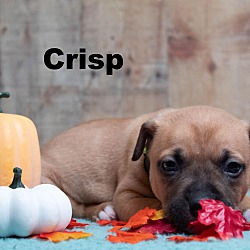 Photo of Crisp