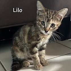 Thumbnail photo of Lilo #2