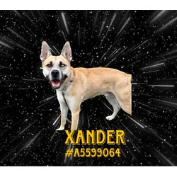 Photo of XANDER