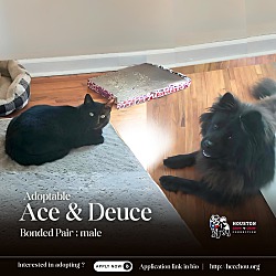 Thumbnail photo of Ace & Deuce #1