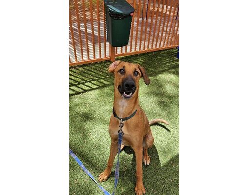 Las Vegas, NV - Rhodesian Ridgeback/German Shepherd Dog. Meet SCOOBY a ...