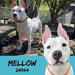 Thumbnail photo of Mellow #1