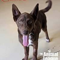 adopt a pet