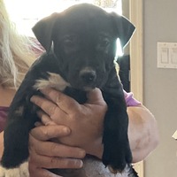 adopt-pet
