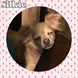 Photo of Silkie