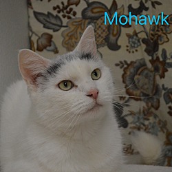 Photo of Mohawk